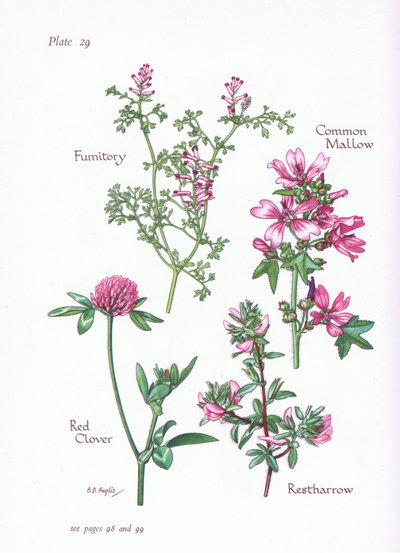 Malve, Hauhechel, Erdrauch, Rotklee von Bessie D. Inglis