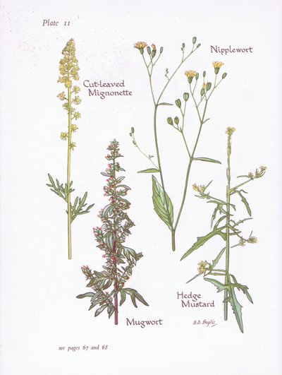 Schlitzblättriger Mignonette, Beifuß, Nippelwurz, Hecken-Senf von Bessie D. Inglis