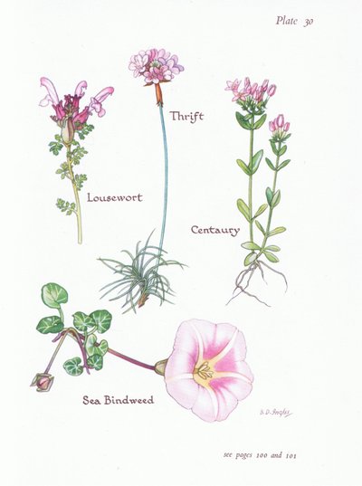 Läusekraut, Grasnelke, Tausendgüldenkraut, Strandwinde von Bessie D. Inglis