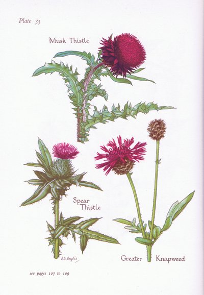 Moschusdistel, Speerdistel, Große Knappe von Bessie D. Inglis