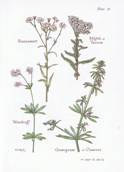Berufkraut, Schafgarbe, Waldmeister, Klettenlabkraut von Bessie D. Inglis