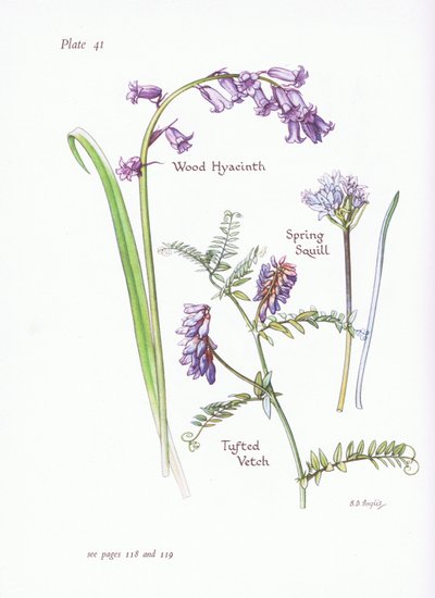 Frühlings-Sternhyazinthe, Waldhyazinthe, Wicken von Bessie D. Inglis