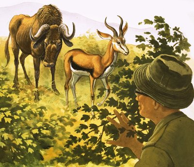 Mann späht durch Büsche auf ein Gnu und eine Antilope von Bob Hersey