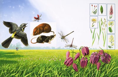 Die blühenden Felder, einschließlich Grauwürger, roter Kardinalkäfer, Feldmaus und verschiedene Gras- und Pflanzenarten von Bob Hersey