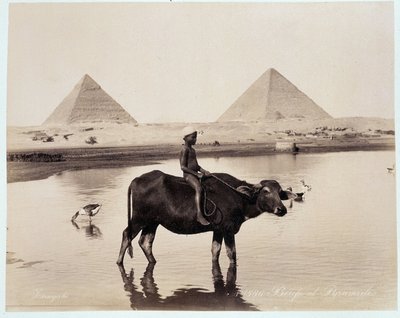Ein Kind und ein Ochse in einem Gewässer am Fuße der Pyramiden von Chephren und Cheops in Gizeh - Fotografie der Frères Zangali, späte 19. Jahrhundert von Brothers Zangaki