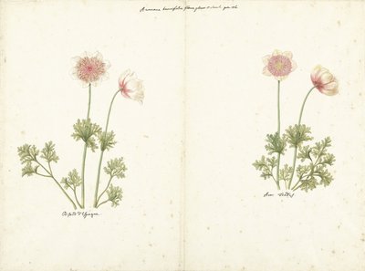 Zwei Studien von Anemonen von C. Baak