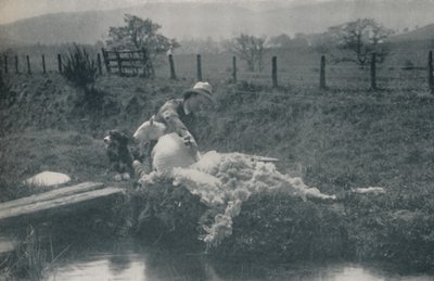 Schafschur, 1910 von C. Reid