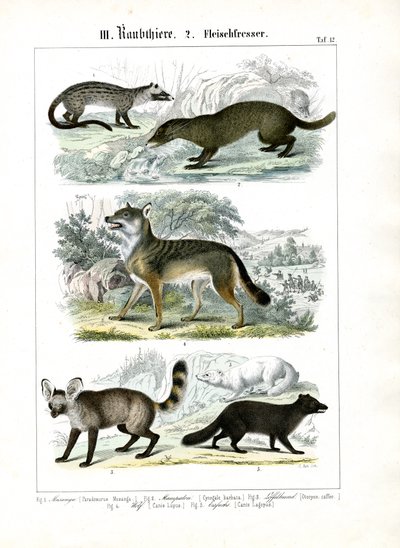Raubtiere der Hunde- und Marderfamilie von C. Roth
