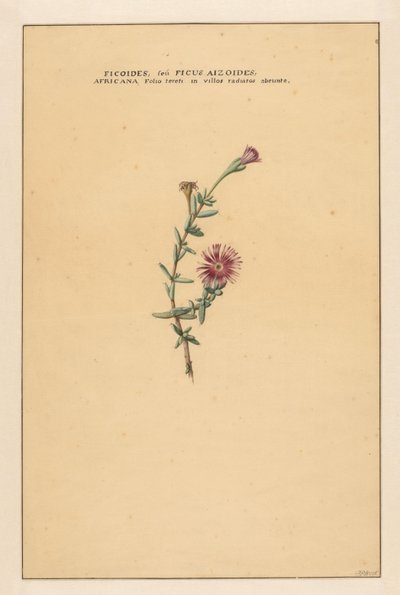 Ficus von Carel Borchaert Voet