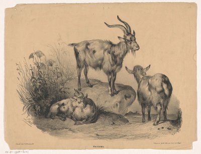 Vier Ziegen von Carel Christiaan Antony Last