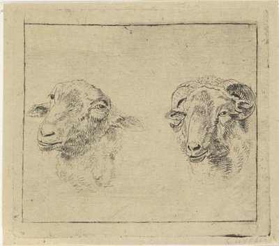 Kopf eines Widders und Kopf eines Schafes von Carel Webbers