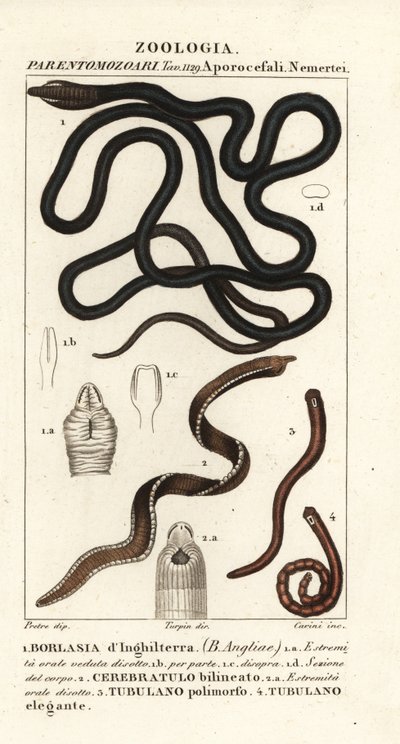 Schnürsenkelwurm, Lineus longissimus 1, Borlasia angliae 1, Rüsselwurm, Cerebratulus bilineatus 2, Cerebratulus bilineatus 2, Bandwurm, Tubulanus polimorphus 3, Tubulanus elegans 4 von Carini Carini