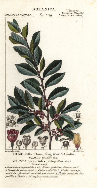 Chinesische Ulme oder Rindenulme, Ulmus parvifolia, Ulmus chinensis, Olmo della China von Carini Carini