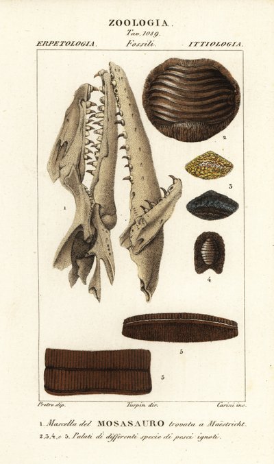 Fossiler Schädel eines ausgestorbenen Mososaurus in Maastricht gefunden 1, und Gaumen ausgestorbener Fische 2-5 von Carini Carini