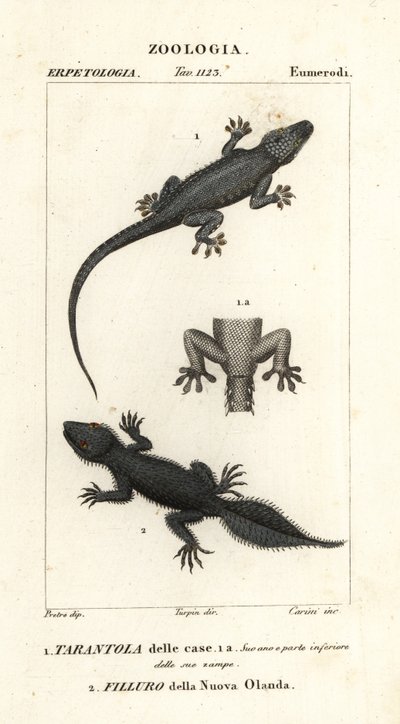 Hausgecko, Hemidactylus frenatus 1, und Breitschwanzgecko, Phyllurus platurus 2 von Carini Carini