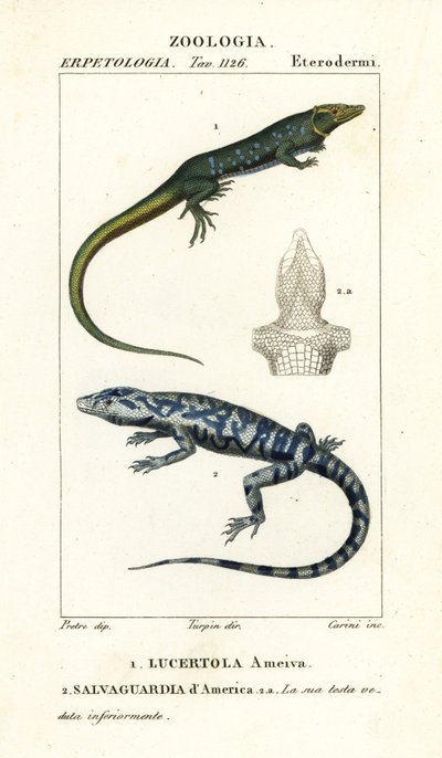 Dschungelläufer, Ameiva ameiva, Lucertola ameiva 1 und Goldteju, Tupinambis teguixin, Salvaguardia d