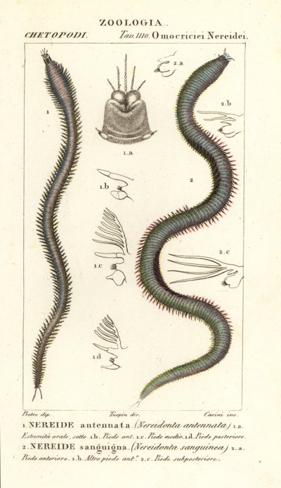 Leodice antennata, Nereidonta antennata und Eunice sanguinea, Nereidonta sanguinea von Carini Carini