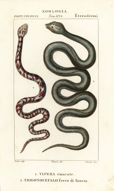 Halsband-Speikobra, Hemachatus haemachatus 1, und Martinique-Lanzenotter, Bothrops lanceolatus 2 von Carini Carini
