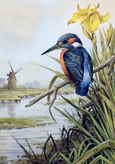 Eisvogel mit Schwertlilie und Windmühle von Carl Donner
