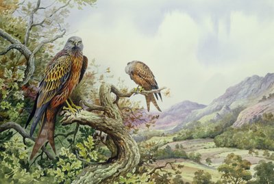 Paar von Rotmilanen in einer Eiche von Carl Donner