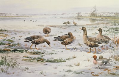 Blässgänse von Carl Donner