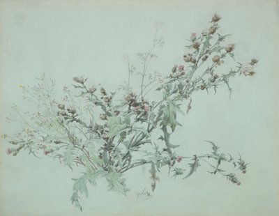 Studie einer blühenden Distel, 1846 von Carl Georg Anton Graeb