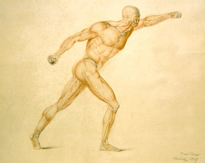 Anatomische Muskulatur eines Mannes in voller Streckung von Carl Haag