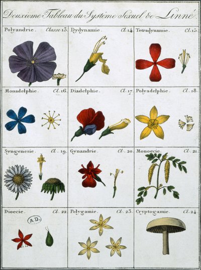 Zweite Tafel des Linnéischen Pflanzensexualsystems von Carl Linnaeus