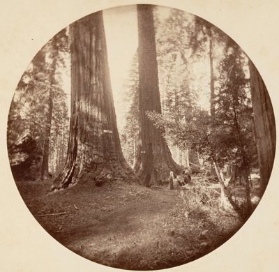 Altes Dominium und Onkel Toms Taverne. Calaveras Grove, ca. 1878 von Carleton Emmons Watkins