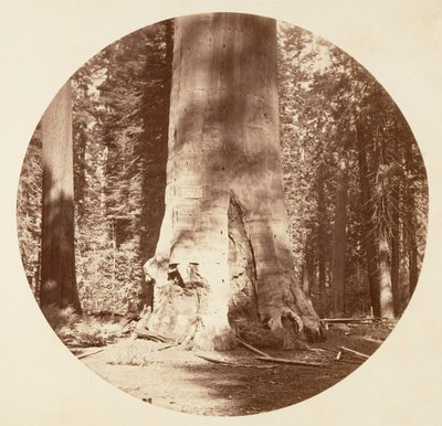 Die Mutter des Waldes - Calaveras Grove von Carleton Emmons Watkins