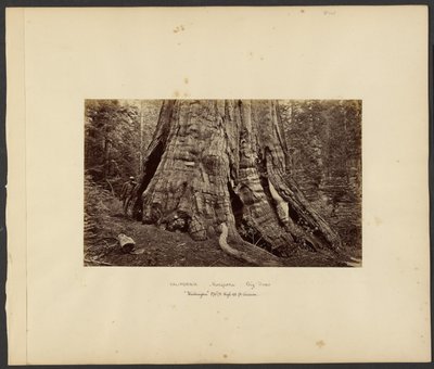 [Kalifornien - Mariposa Big Trees, "Washington" 270 ft. hoch, 92 ft. Umfang] von Carleton Watkins