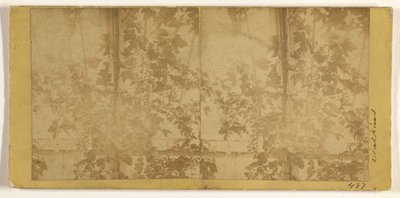 [Weinreben] von Carleton Watkins