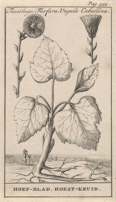 Huflattich mit Hustenkräutern von Caspar Luyken