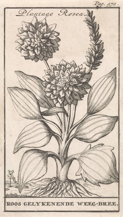 Titelblatt und acht Drucke mit Blumen von Caspar Luyken