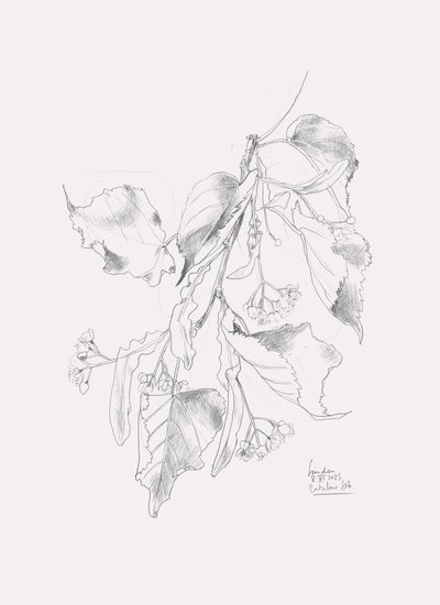 Zarte Linden-Skizze von Catalina Somolinos