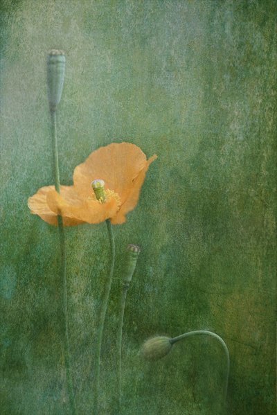 Träumerische Orange Mohnblumen von Catherine Wang