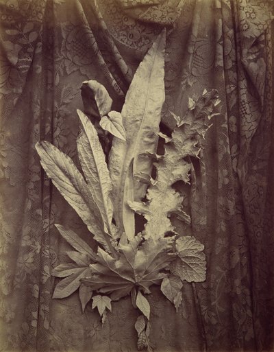 [Studie von Blättern auf einem Hintergrund aus Blumenspitze], 1864 von Charles Aubry