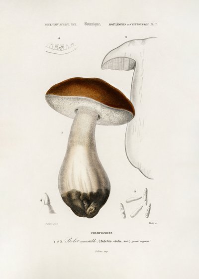 Steinpilz (Boletus edulis) von Charles Dessalines D