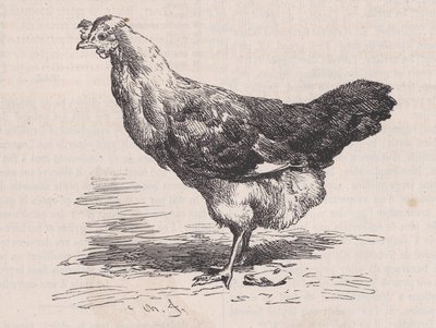 Französische gewöhnliche Henne, schlechte Legerin, aus Magasin Pittoresque von Charles Emile Jacque