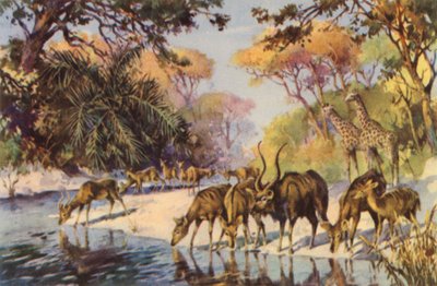 Südafrika: Kruger-Nationalpark, Transvaal von Charles Ernest Peers