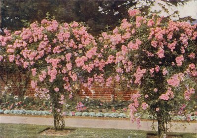 Kletterrose Lady Godiva von Charles Essenhigh Corke