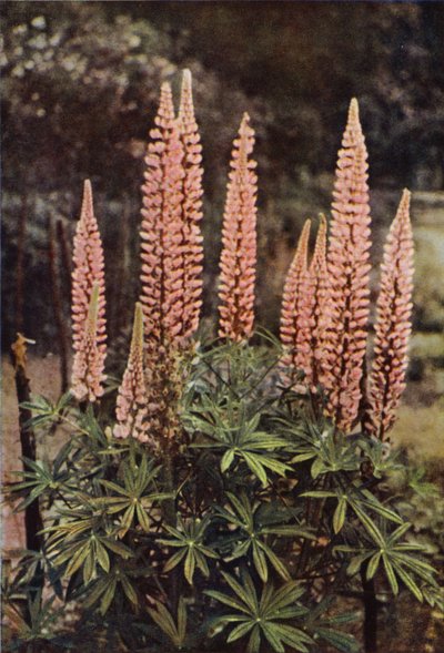 Die rosafarbene Lupine von Charles Essenhigh Corke