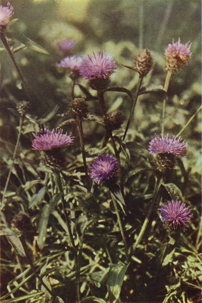 Wildblumen: Schwarze Flockenblume von Charles Essenhigh Corke