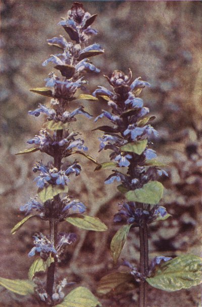 Wildblumen: Günsel von Charles Essenhigh Corke