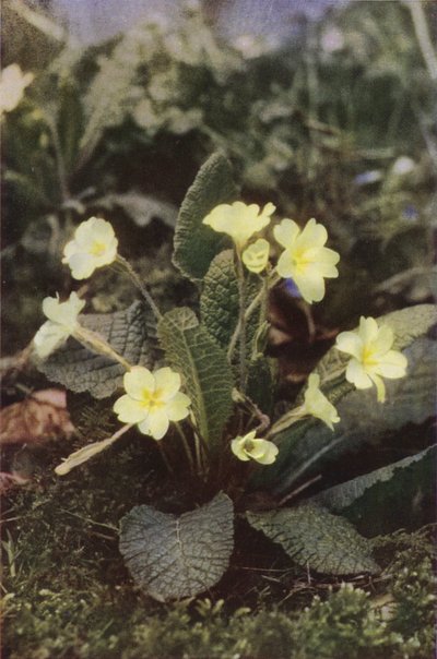 Wildblumen: Primel von Charles Essenhigh Corke