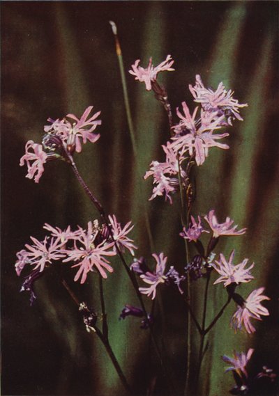 Wildblumen: Kuckuckslichtnelke von Charles Essenhigh Corke