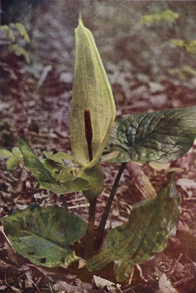 Wildblumen: Aronstab von Charles Essenhigh Corke