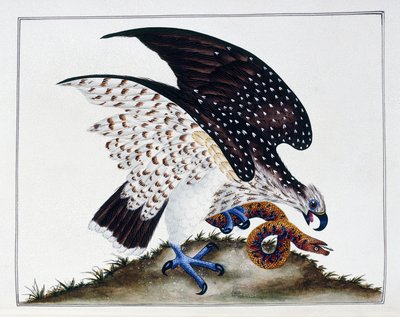 Raubvogel mit Schlange, 1808-21 von Charles Hayes