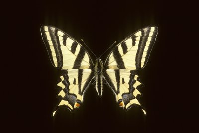 Papilio alexanor/Alexanor von Augustus Kollner