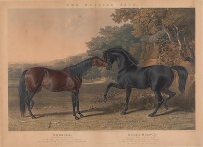 Der britische Zuchtpferd: Pl. 5. "Rebecca" gezüchtet von R. Cock, Esqr. im Jahr 1831; "Muley Moloch" gezüchtet vom Herzog von Cleveland im Jahr 1830 von Charles Hunt